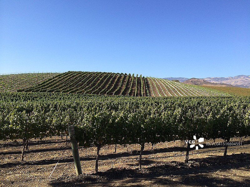 葡萄酒收成图片素材