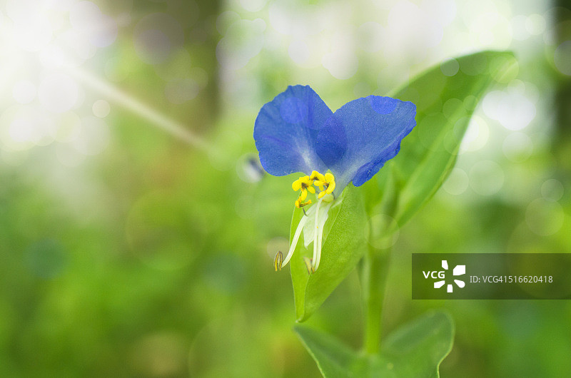 鸭跖草：盛开的紫色小花图片素材