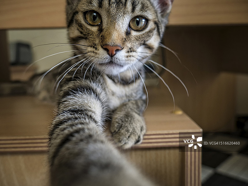 猫自拍图片素材