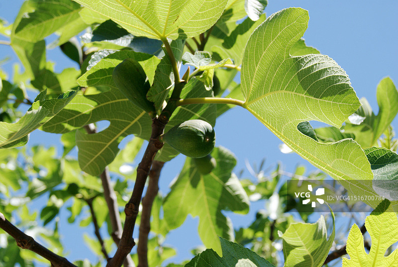 结果的枇杷树图片素材