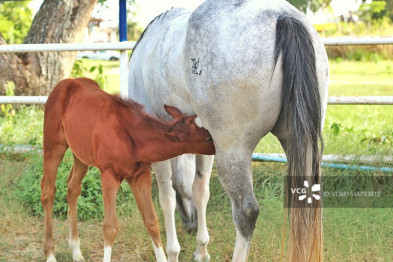 母马和小马驹哺乳图片素材