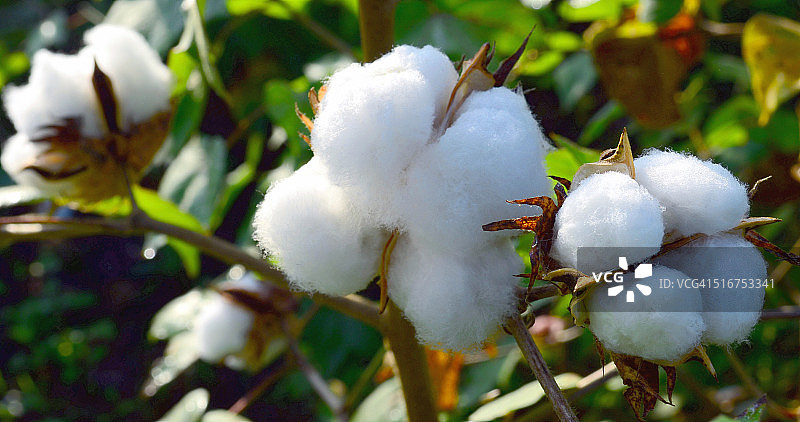 棉花植物图片素材