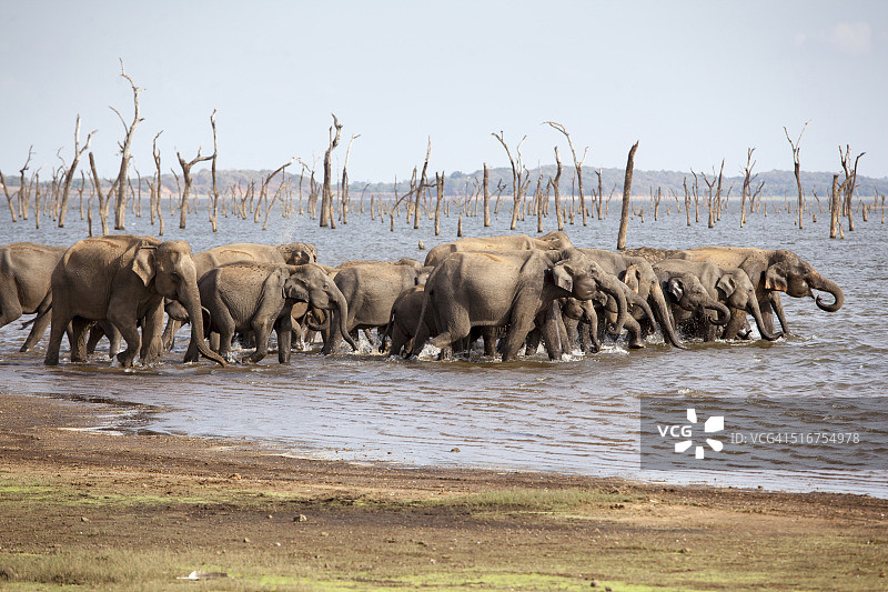 进入湖泊的大群斯里兰卡象图片素材