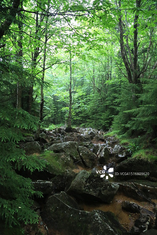 熊岩自然保护区，多莉草地荒野，美国西弗吉尼亚州图片素材
