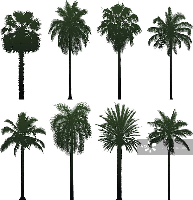 极其精细的棕榈树图片素材