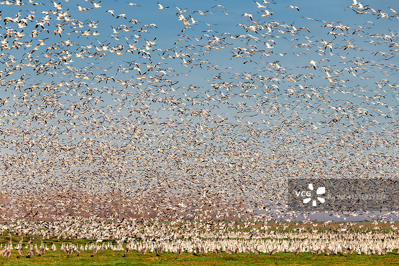 美国加利福尼亚州飞翔的雪雁群图片素材