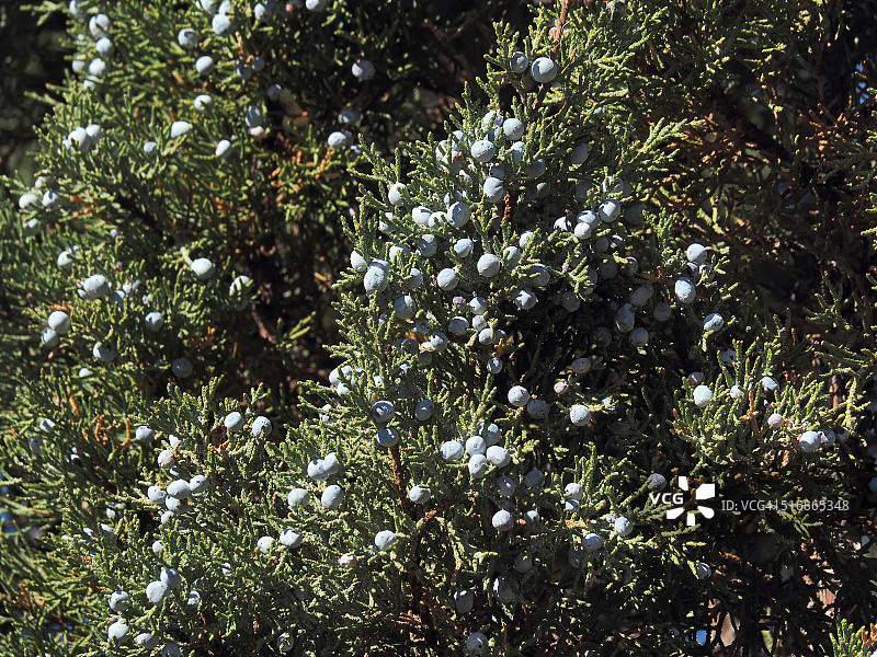覆盖着浆果的杜松灌木图片素材