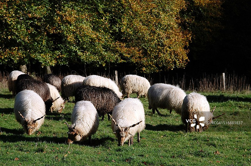 一群拉卡斯图片素材