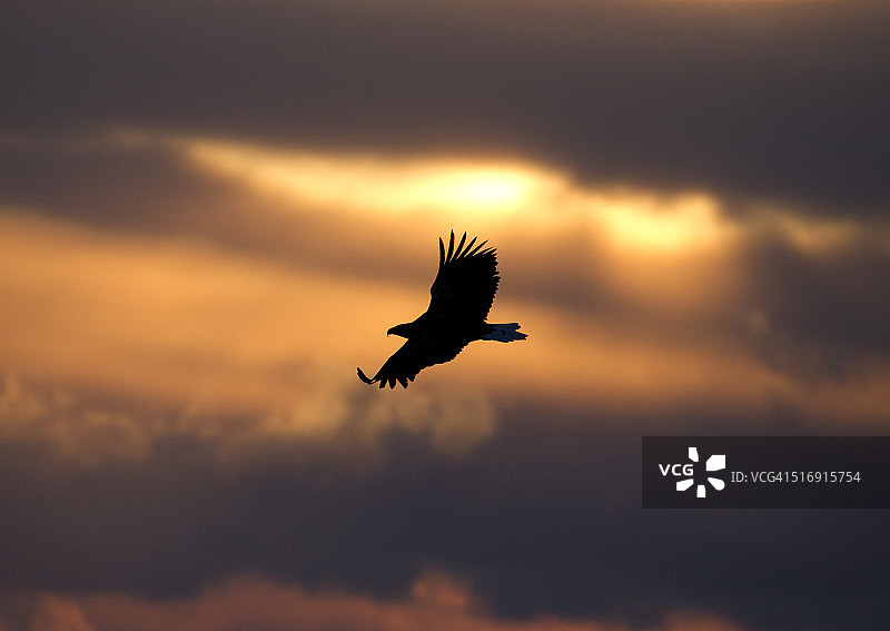 飞越罗臼港的虎头海雕图片素材