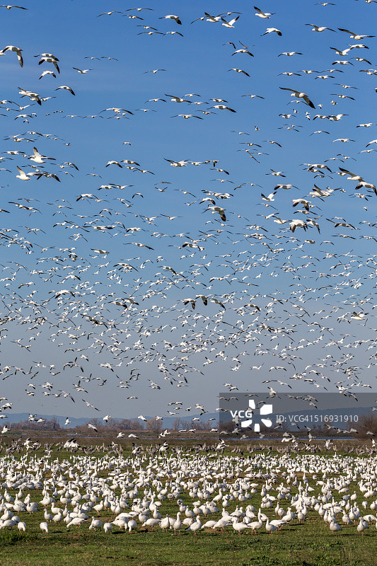 美国加利福尼亚州的雪雁群图片素材
