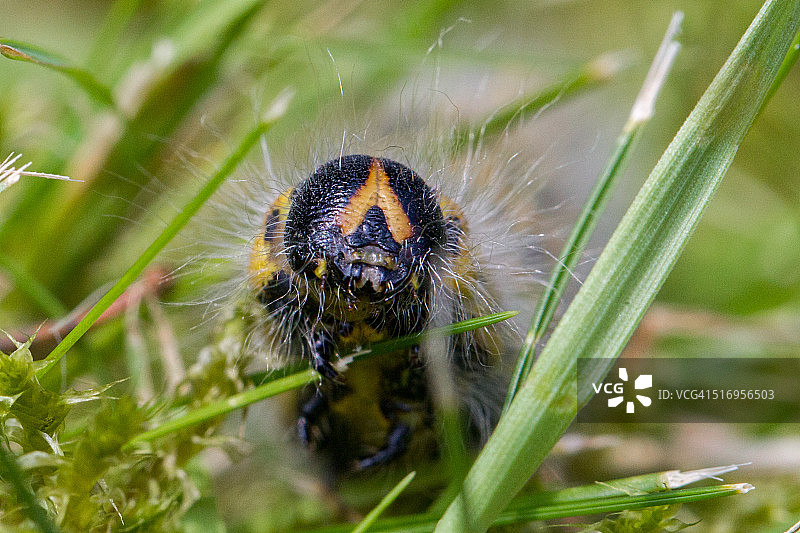 草丛中的怪物图片素材