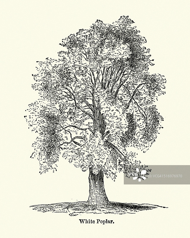 白杨树图片素材