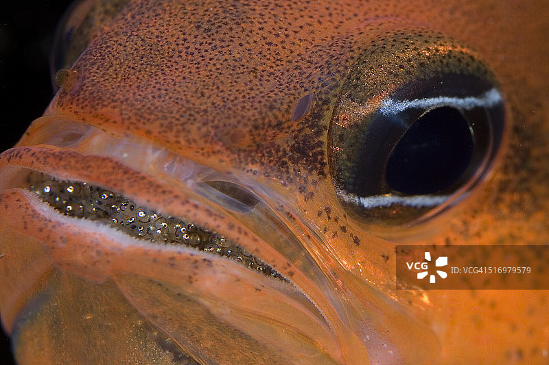 口中的新一代图片素材