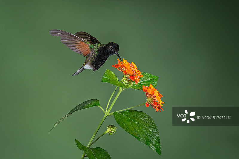 黑腹蜂鸟图片素材