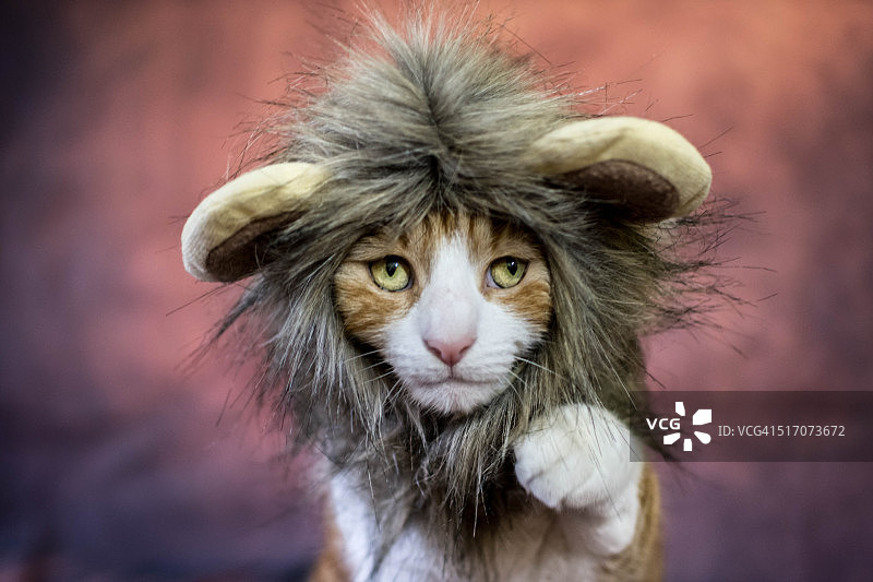 狮子猫服装图片素材