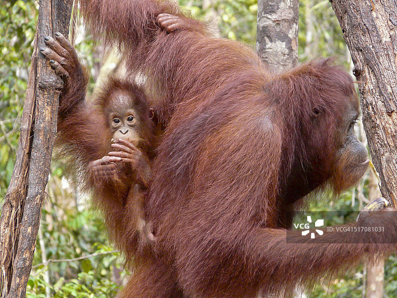 猩猩幼崽图片素材