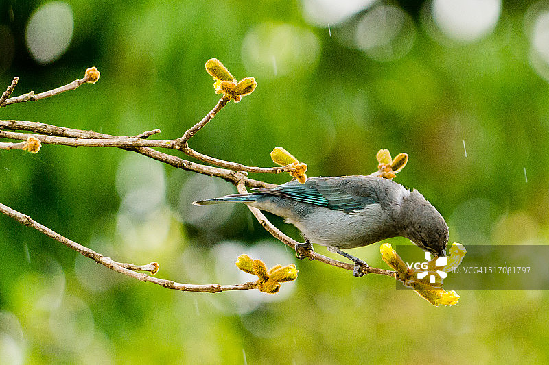 唐纳雀食用金喇叭树花图片素材