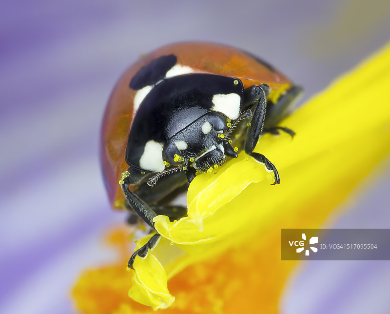 瓢虫特写图片素材