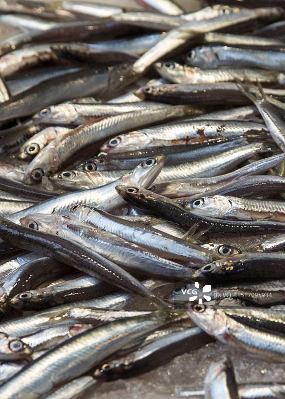 想吃鱼吗？图片素材