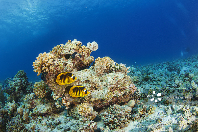 海底生物：黄蝴蝶鱼，潜水员视角图片素材