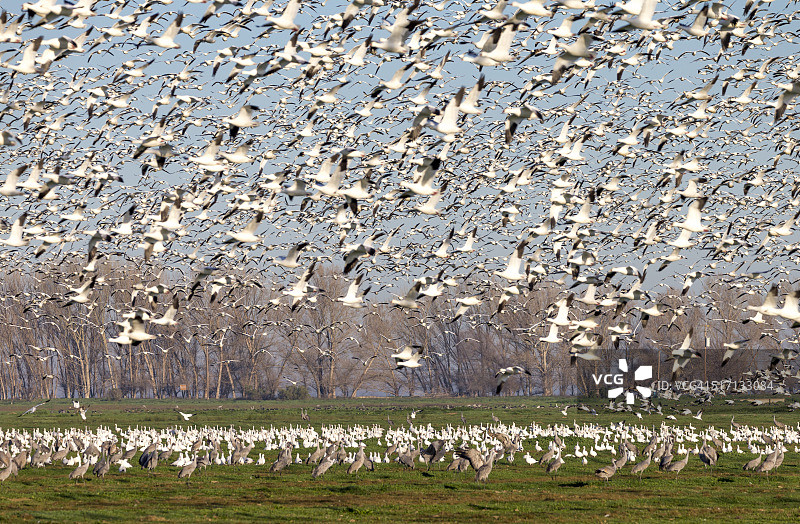 美国加利福尼亚州飞翔的雪雁群图片素材
