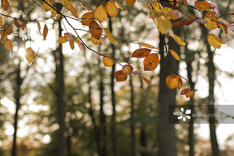 秋天的落叶图片素材