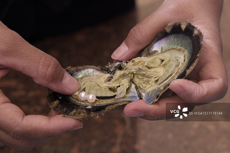 新开的akoya珍珠牡蛎展示了在其性腺内生长的养殖珍珠图片素材