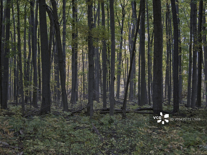 落叶林图片素材