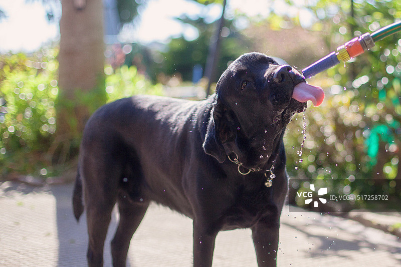 拉布拉多猎犬饮用清水图片素材