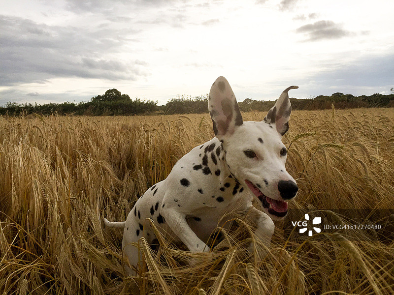 跳跃的斑点狗图片素材