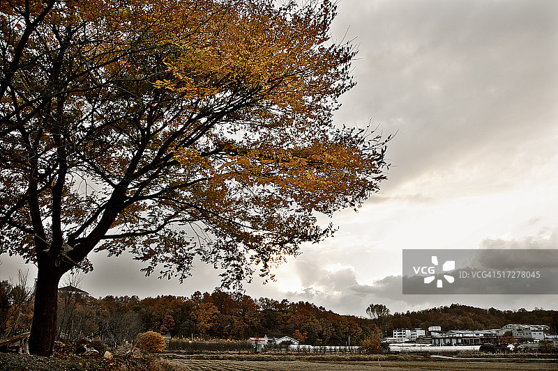 秋季景观图片素材