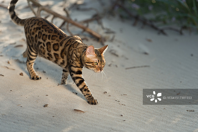 猫科动物的沙滩时光图片素材