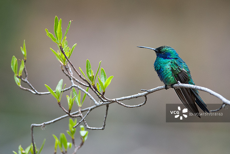 闪紫耳蜂鸟图片素材
