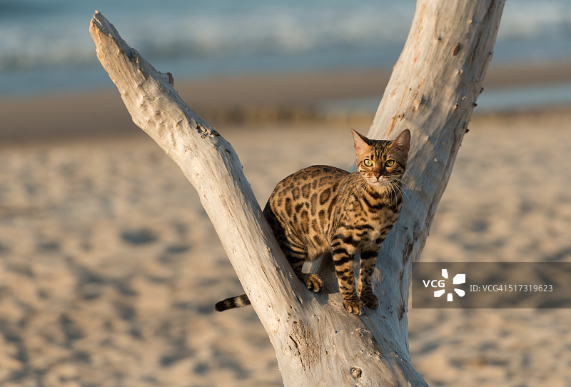 迷你豹图片素材