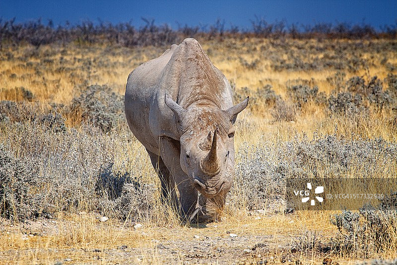 埃托沙的黑犀牛图片素材