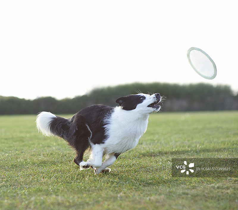 狗在操场上跑着玩飞盘。图片素材