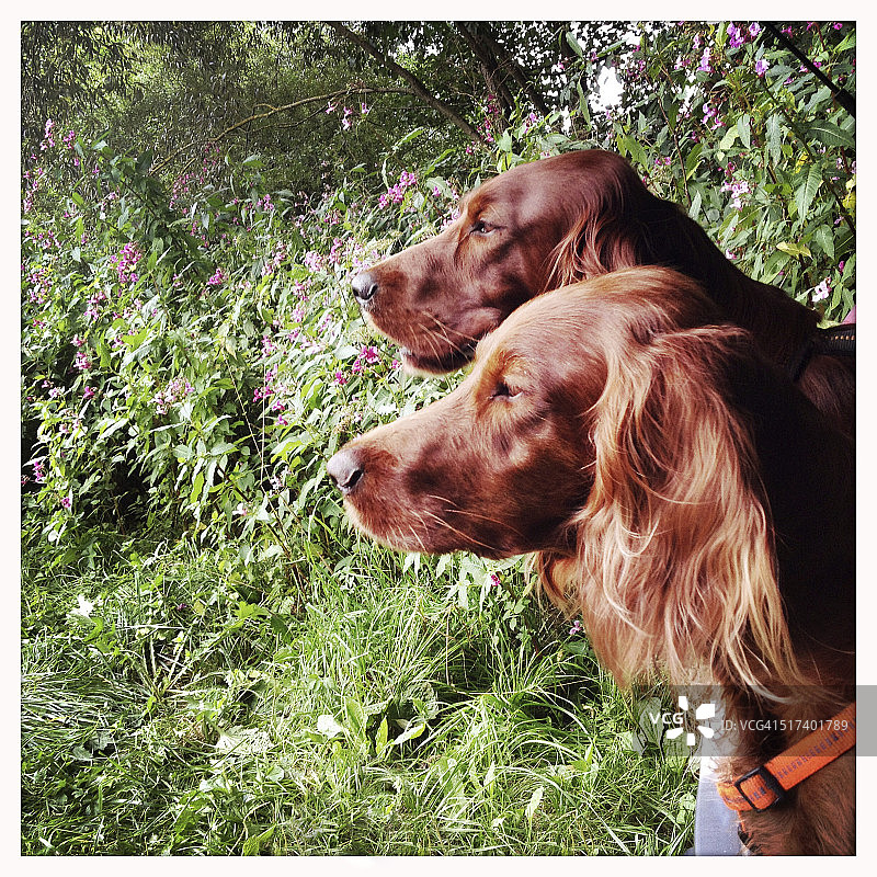 爱尔兰雪达犬情侣图片素材