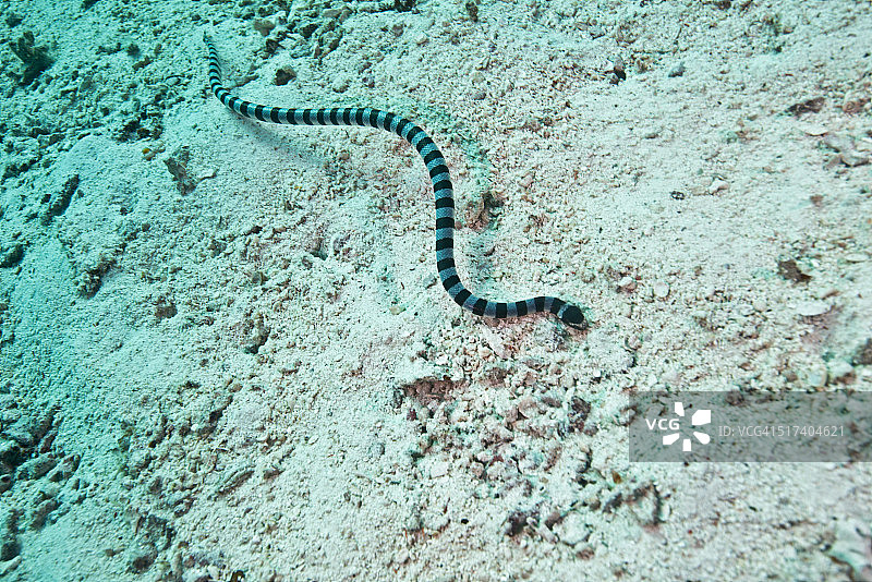黄唇青斑海蛇图片素材