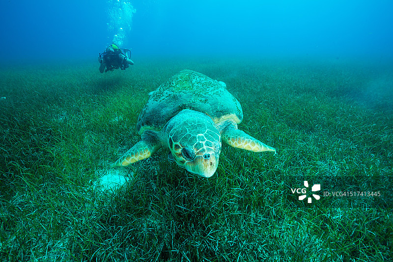 鳗草地中的大蠵龟图片素材