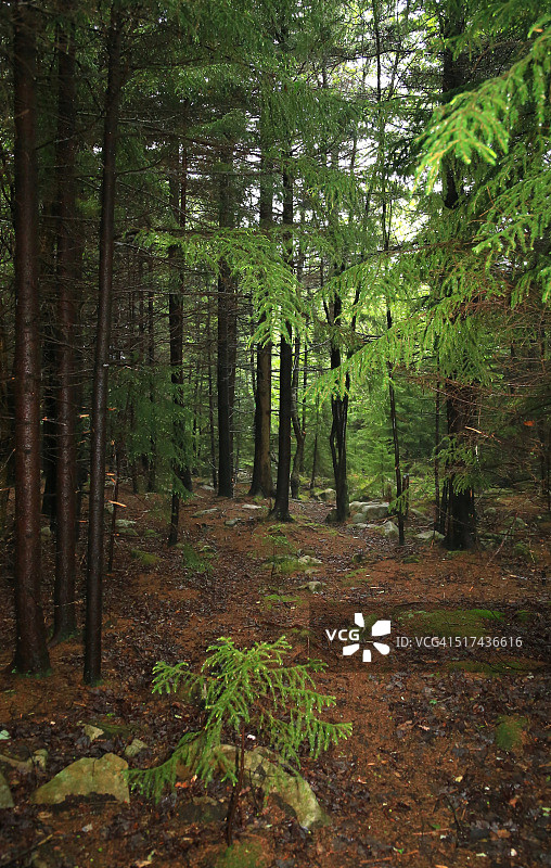 Dolly Sods荒野区，美国西弗吉尼亚州图片素材