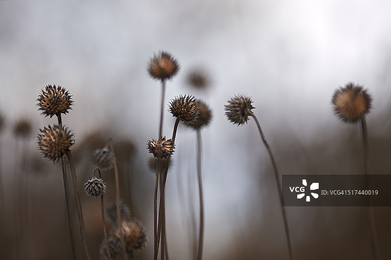 秋季种子头图片素材