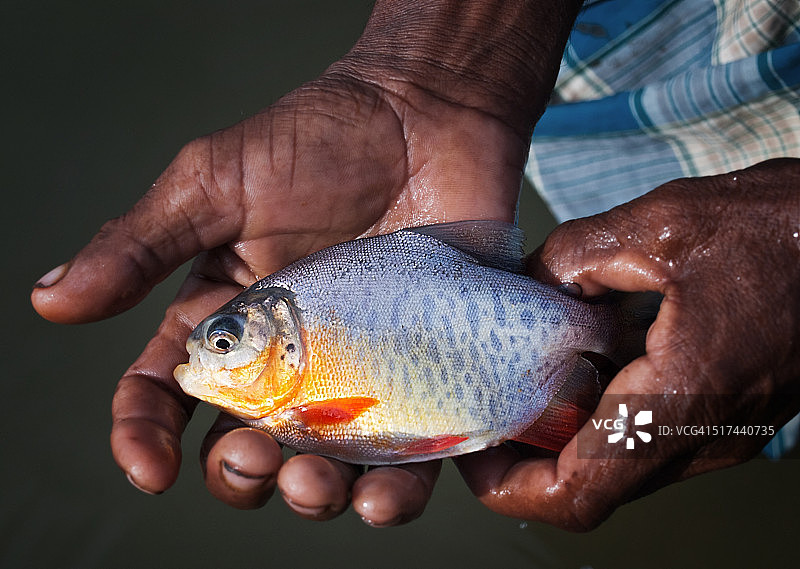 被禁止的食人鱼图片素材