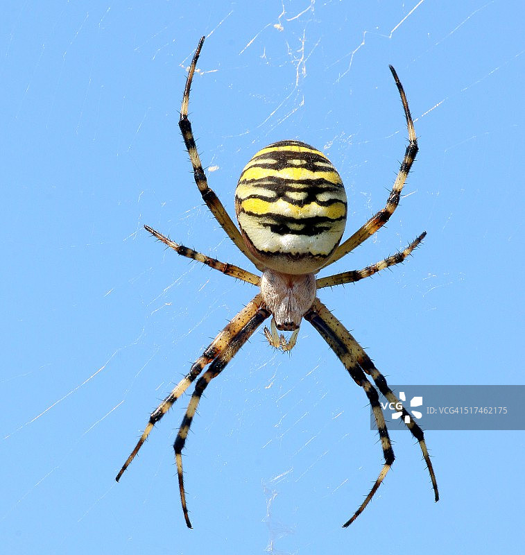 胡蜂蜘蛛图片素材
