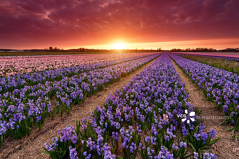 荷兰的风信子田图片素材