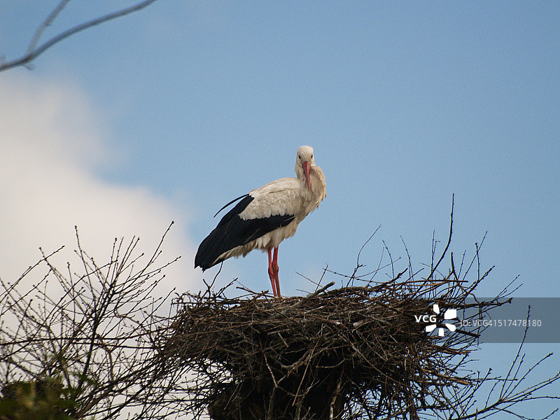 白色鹳图片素材
