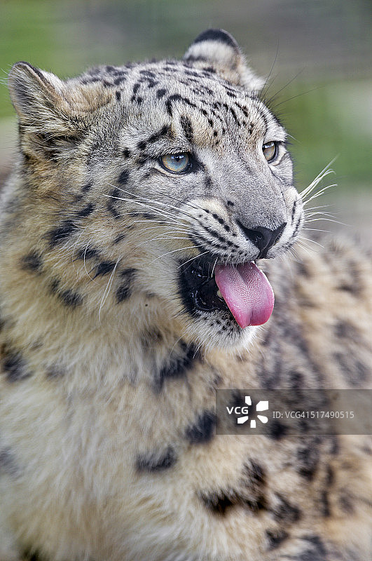做鬼脸的雪豹图片素材