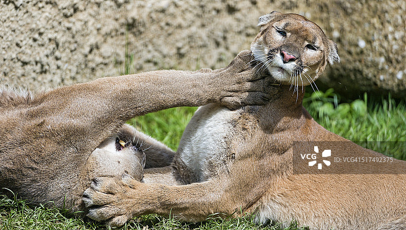 美洲狮情侣打斗图片素材