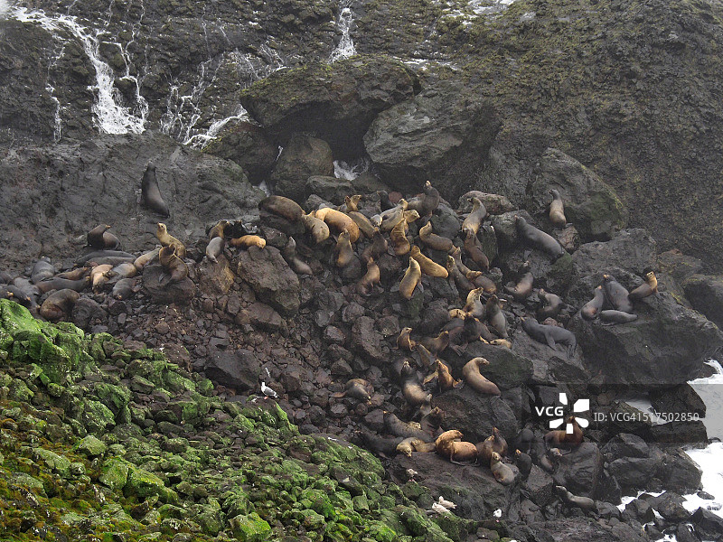 俄勒冈州玄武岩岩层上的海豹群图片素材