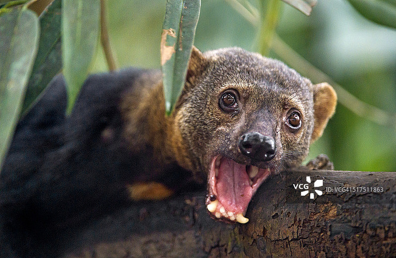 打呵欠的 тайра图片素材