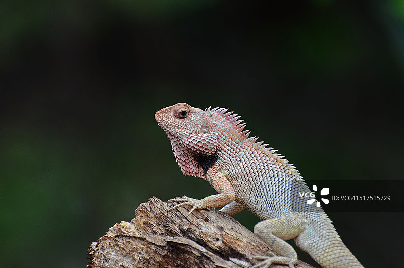 树枝边缘的蜥蜴图片素材